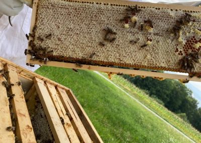 Bienen auf Einsatz für den Bienenstock Bienenwaben