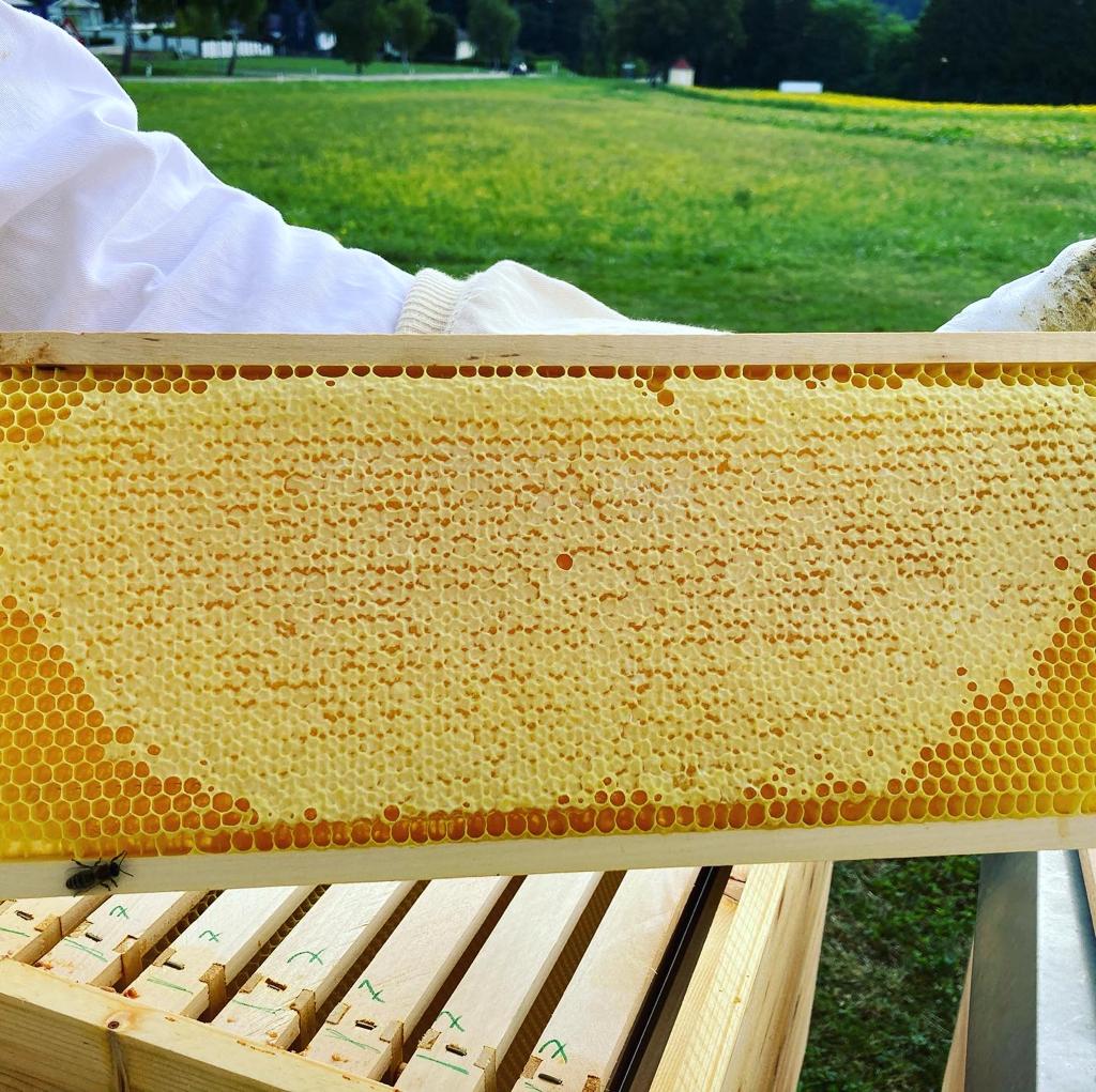 Imker hält Honigwaben Honigwachs Bienenstock