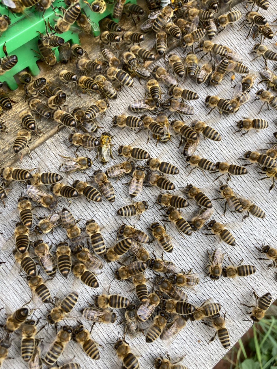 Bienen vor dem Bienenstock
