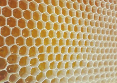 Bienenwaben mit Honig