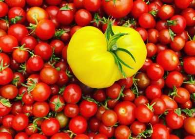 Tomaten mit gelber Fleischtomate in der Mitte