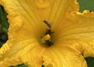 Bienen in großer gelber Blüte