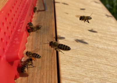 Honigbienen im Flug zum Bienenstock