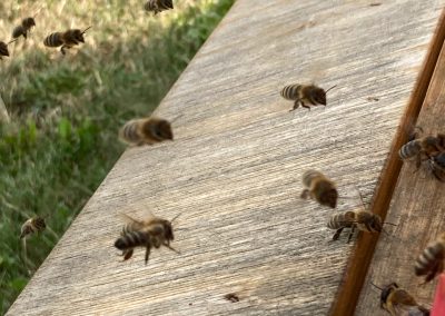 Bienen im Flug zum Bienenstock