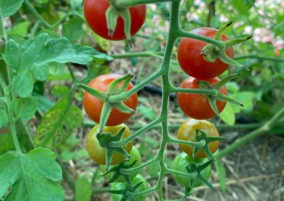 Tomaten von Reinstrom Naturmanufaktur auf einer Rispe